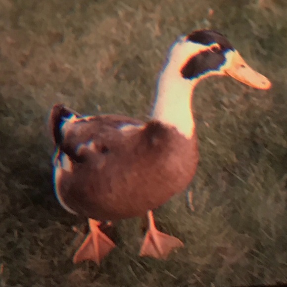 Meet your Posher, Anne! - Picture 1 of 1